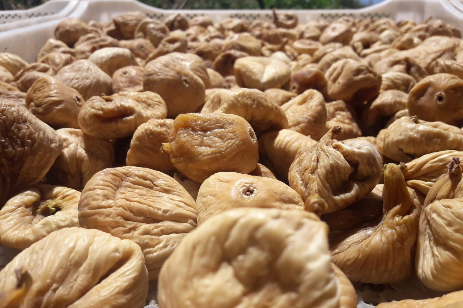 Kuru incirin gıda güvenliği için 19 bin kerevet dağıtıldı