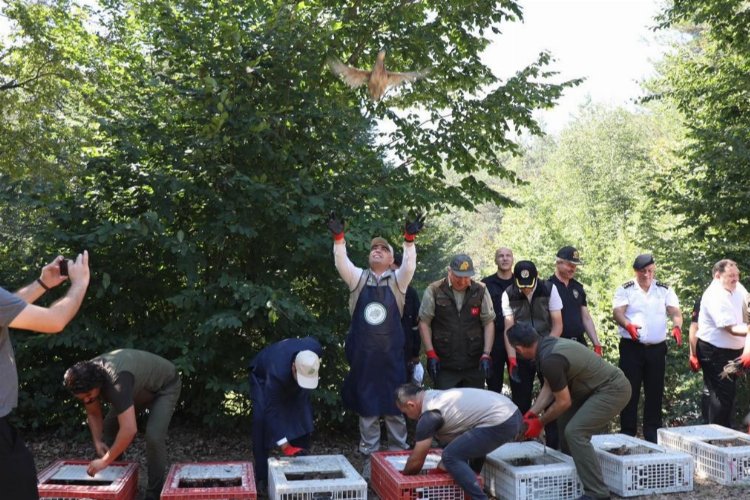 Yaban hayvanlarının korunması ve