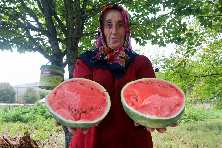 Kocaeli Büyükşehir Belediyesi, üreticilere yüzde 50 hibeli sertifikalı hibrit karpuz