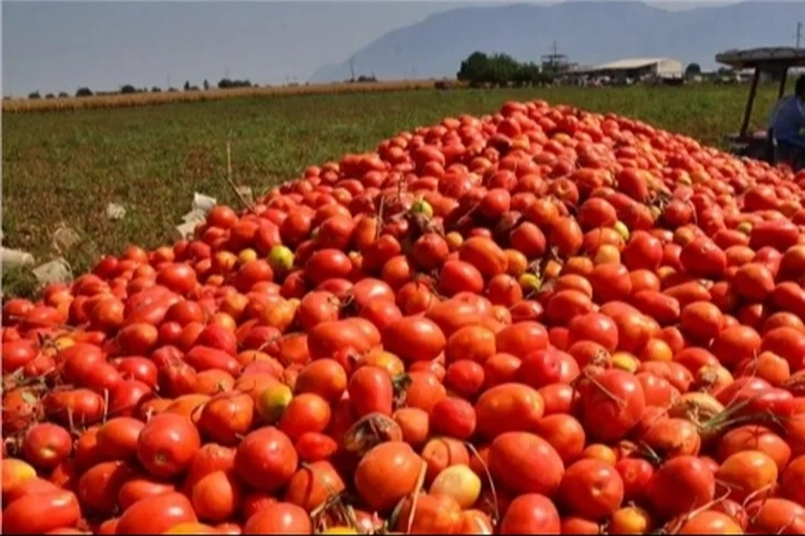 Salçalık domateste hasat zamanının gelmesi ile Bursa’da salça sezonu açıldı.