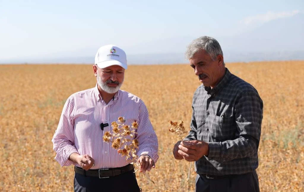 Kayseri Kocasinan Belediye Başkanı Ahmet Çolakbayrakdar, Saraycık Mahallesi’nde aspir hasadına