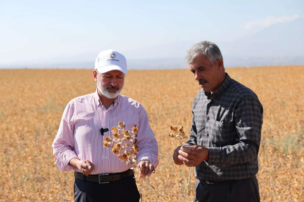 Kayseri Kocasinan Belediye Başkanı Ahmet Çolakbayrakdar, Saraycık Mahallesi’nde aspir hasadına